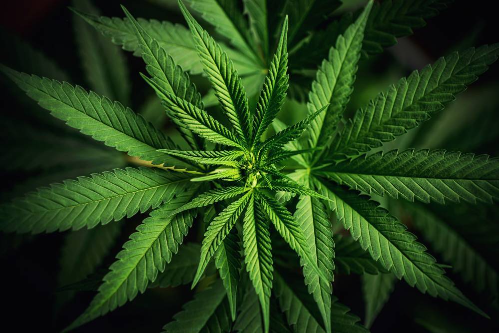 Problème de canabis près de Thonon-les-Bains